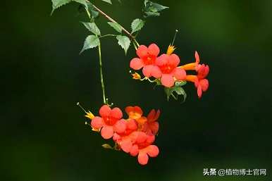 凌霄花枝扦插法，凌霄花何时扦插