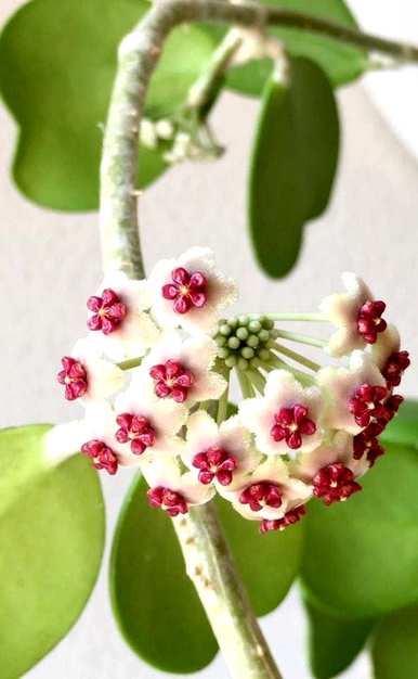 琴叶球兰开花视频，心叶球兰什么时候开花？