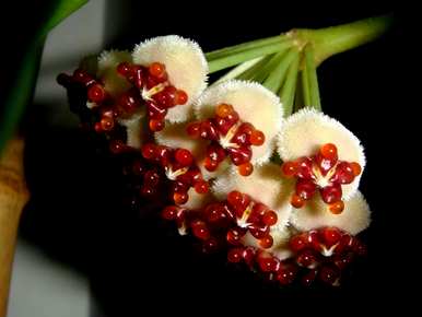 琴叶球兰开花视频，心叶球兰什么时候开花？