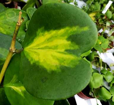 琴叶球兰开花视频，心叶球兰什么时候开花？