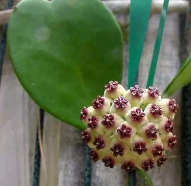 琴叶球兰开花视频，心叶球兰什么时候开花？