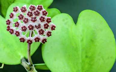 琴叶球兰开花视频，心叶球兰什么时候开花？