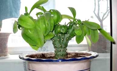 麒麟掌和龙骨哪个好养，麒麟掌植物怎么养？