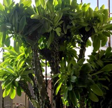 麒麟掌和龙骨哪个好养，麒麟掌植物怎么养？