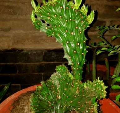麒麟掌和龙骨哪个好养，麒麟掌植物怎么养？