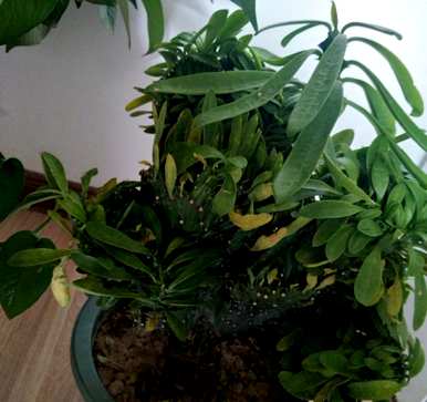 麒麟掌和龙骨哪个好养，麒麟掌植物怎么养？