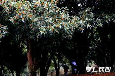 八月桂什么时候开花，八月桂正常开花多少年？