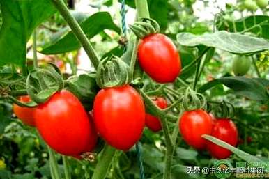 圣女果种植技术与管理法，温室圣女果种植管理技术