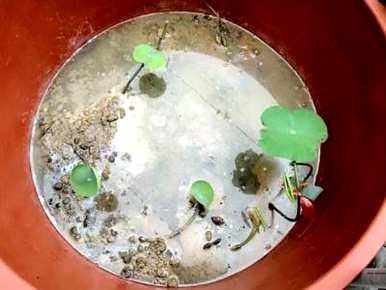 如何种植荷花种子，如何种植荷花种子到池塘