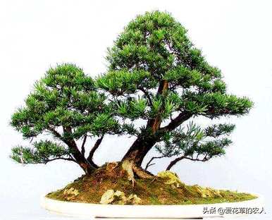 小米叶罗汉松怎么养，罗汉松怎么养？