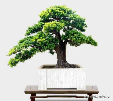 小米叶罗汉松怎么养，罗汉松怎么养？