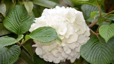 木绣球花养护直播，木绣球花怎么养？