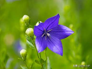 黄花有哪些花名，蓝花有哪些花名？