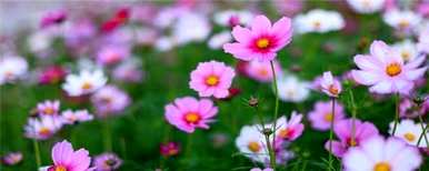 格桑花何时播种，波斯菊何时播种