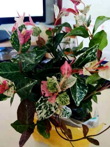 花叶石盆栽怎么养，花叶石盆栽什么架子好看？