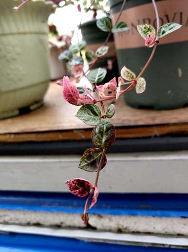 花叶石盆栽怎么养，花叶石盆栽什么架子好看？