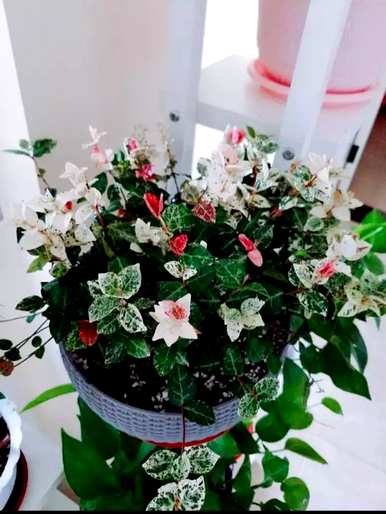 花叶石盆栽怎么养，花叶石盆栽什么架子好看？