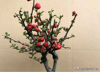 室内盆栽海棠花怎么养？海棠花适合室内养吗？