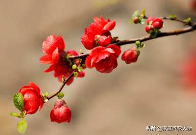 室内盆栽海棠花怎么养？海棠花适合室内养吗？
