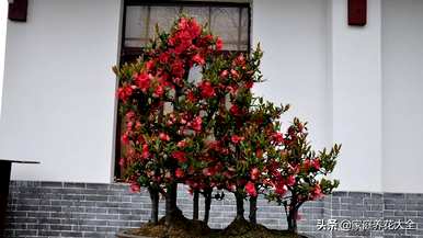 室内盆栽海棠花怎么养？海棠花适合室内养吗？