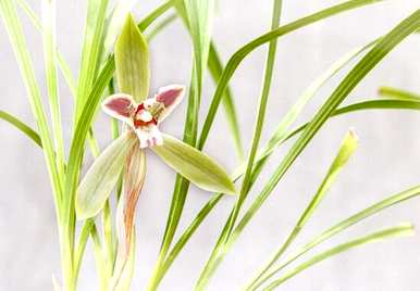 什么是兰花花语，什么是兰花花语？