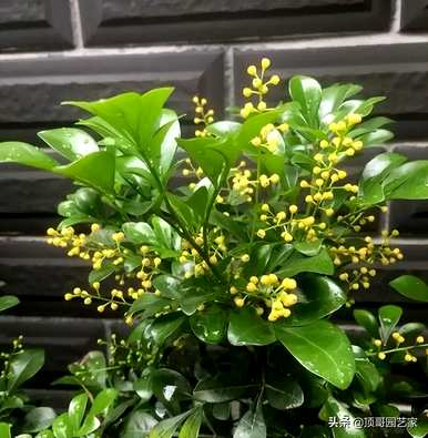 花灌木有哪些植物，灌木有哪些植物？