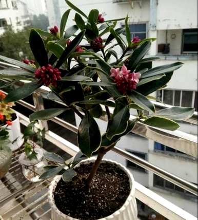 九月金边瑞香修剪方法，如何修剪金边瑞香