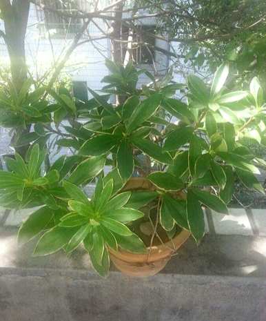 九月金边瑞香修剪方法，如何修剪金边瑞香