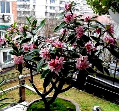 九月金边瑞香修剪方法，如何修剪金边瑞香