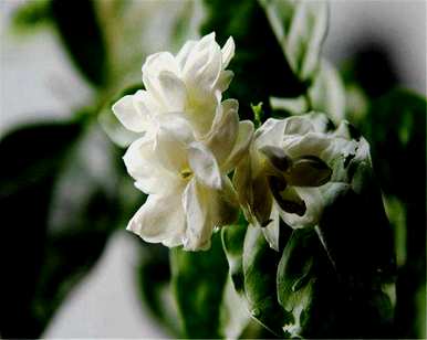 茉莉花怎么盆栽，怎么盆栽茉莉花？