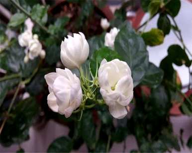 茉莉花怎么盆栽，怎么盆栽茉莉花？