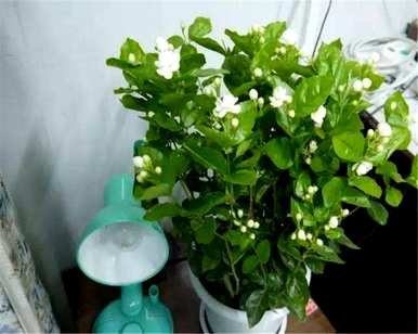 茉莉花怎么盆栽，怎么盆栽茉莉花？