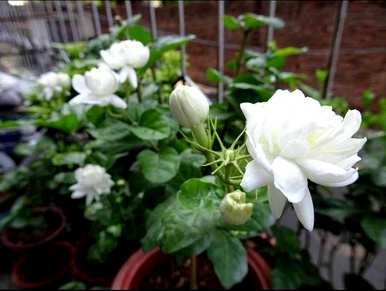 茉莉花怎么盆栽，怎么盆栽茉莉花？