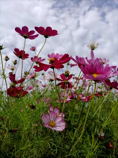 什么是格桑花的花语，夕阳下的格桑花语？