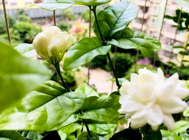 茉莉花怎么盆栽，怎么盆栽茉莉花？
