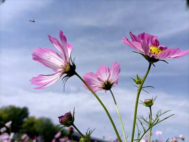 什么是格桑花的花语，夕阳下的格桑花语？