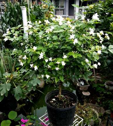 茉莉花怎么盆栽，怎么盆栽茉莉花？
