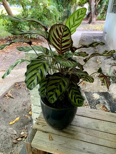 孔雀竹芋有毒吗？可以在家里养吗？孔雀竹芋开花了吗？放在家里哪里好？