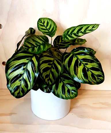 孔雀竹芋有毒吗？可以在家里养吗？孔雀竹芋开花了吗？放在家里哪里好？