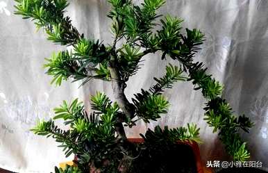 哪种罗汉松最耐寒，金翡翠罗汉松最耐寒