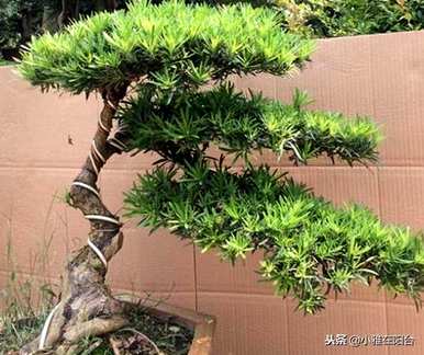 哪种罗汉松最耐寒，金翡翠罗汉松最耐寒