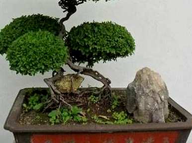 雀梅盆景修剪方法及技巧，雀梅盆景修剪方法及管理