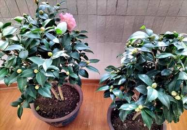 东北楼房室内养茶花，能在室内养茶花吗？