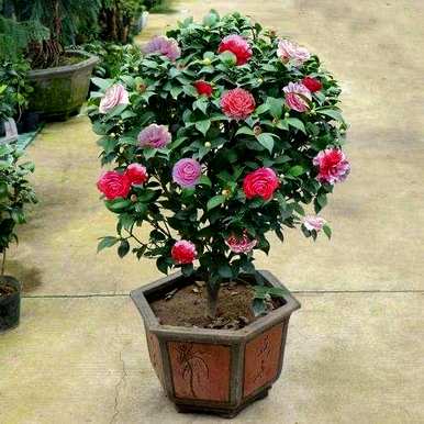 东北楼房室内养茶花，能在室内养茶花吗？