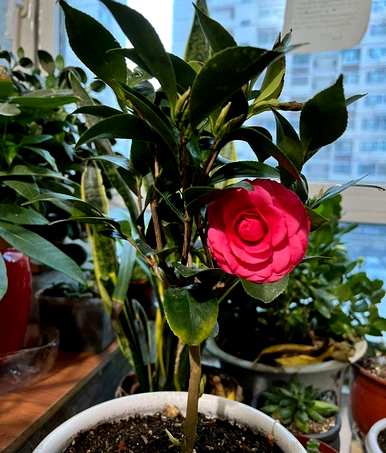 东北楼房室内养茶花，能在室内养茶花吗？