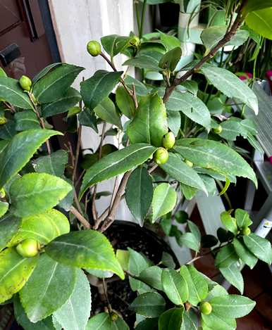 东北楼房室内养茶花，能在室内养茶花吗？