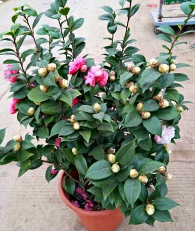 东北楼房室内养茶花，能在室内养茶花吗？