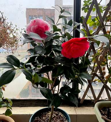 东北楼房室内养茶花，能在室内养茶花吗？