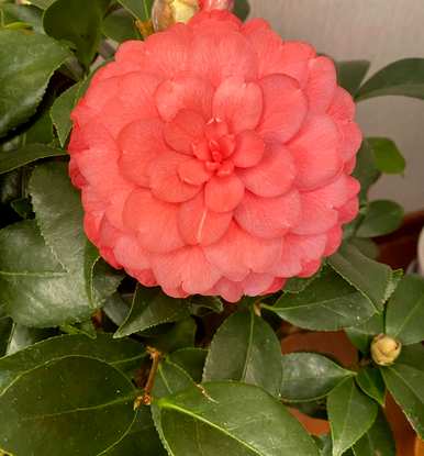 东北楼房室内养茶花，能在室内养茶花吗？