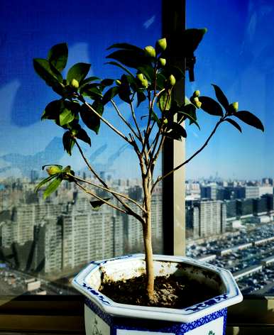 东北楼房室内养茶花，能在室内养茶花吗？